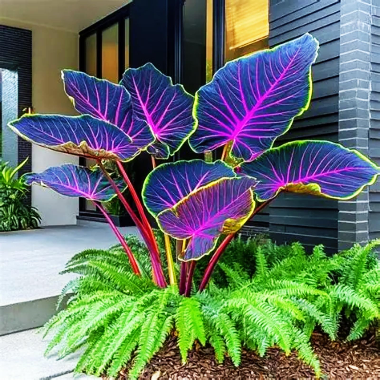 Giant Elephant Ear Plant-Gorgeous/Ornamental/Potted/Plants/Rhizome/Resistant/Bedding-Elephant Ear Bulbs-H-3 Bulbs