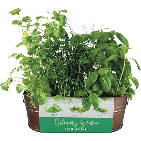 BUZZY Organic Windowsill Grow Kit, Copper Culinary Garden: Basil, Cilantro, and Chives