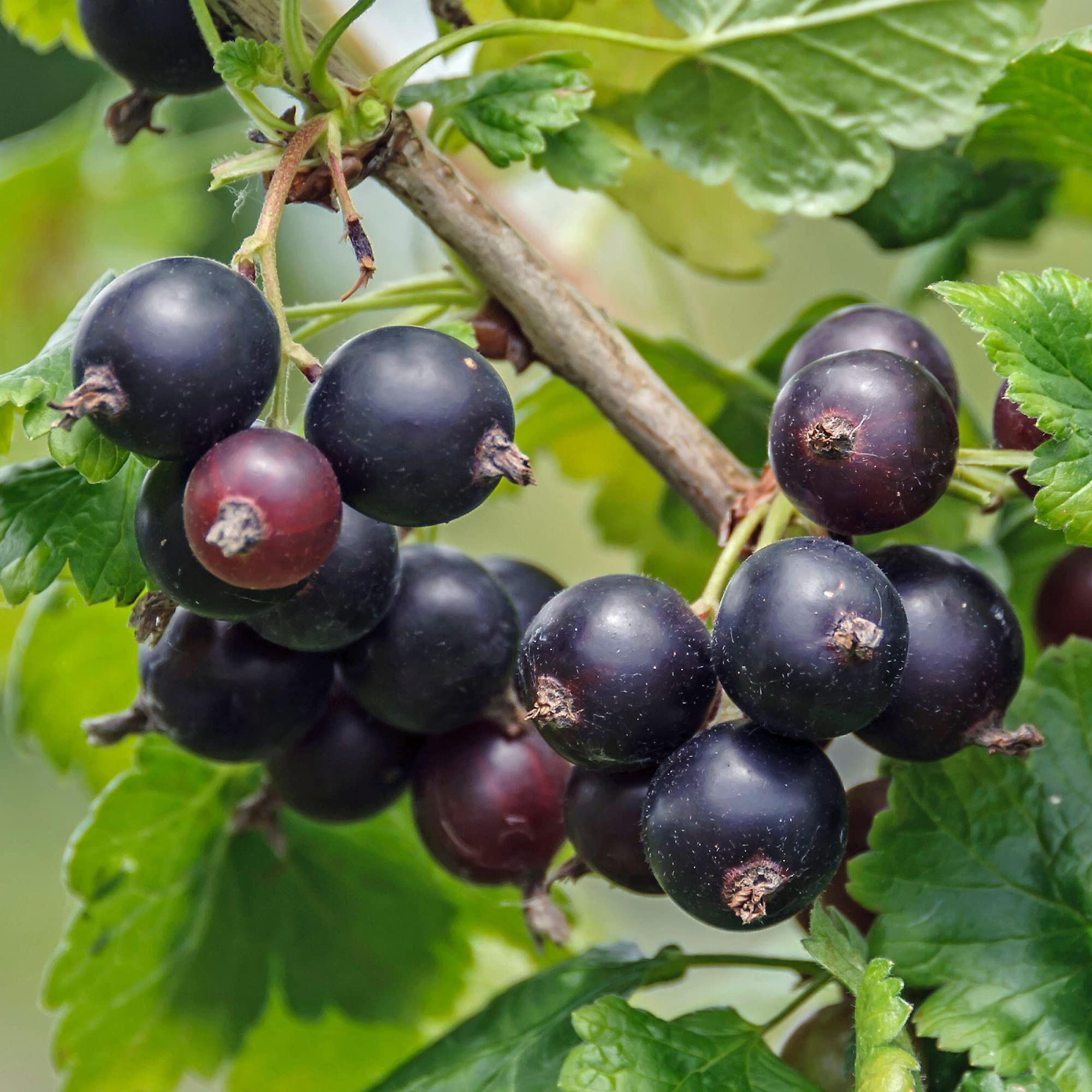 Jostaberry - Blackcurrant Gooseberry Cross | Deciduous Potted Fruit Plant Garden Shrub