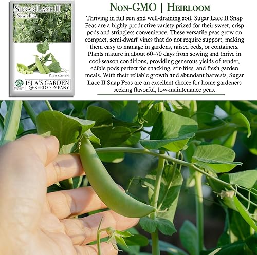 Miniatura 3 de Sugar Lace II - Semillas de guisante a presión para plantar, más de 50 semillas de reliquia por paquete, semillas de jardín (Isla's Garden Seeds),