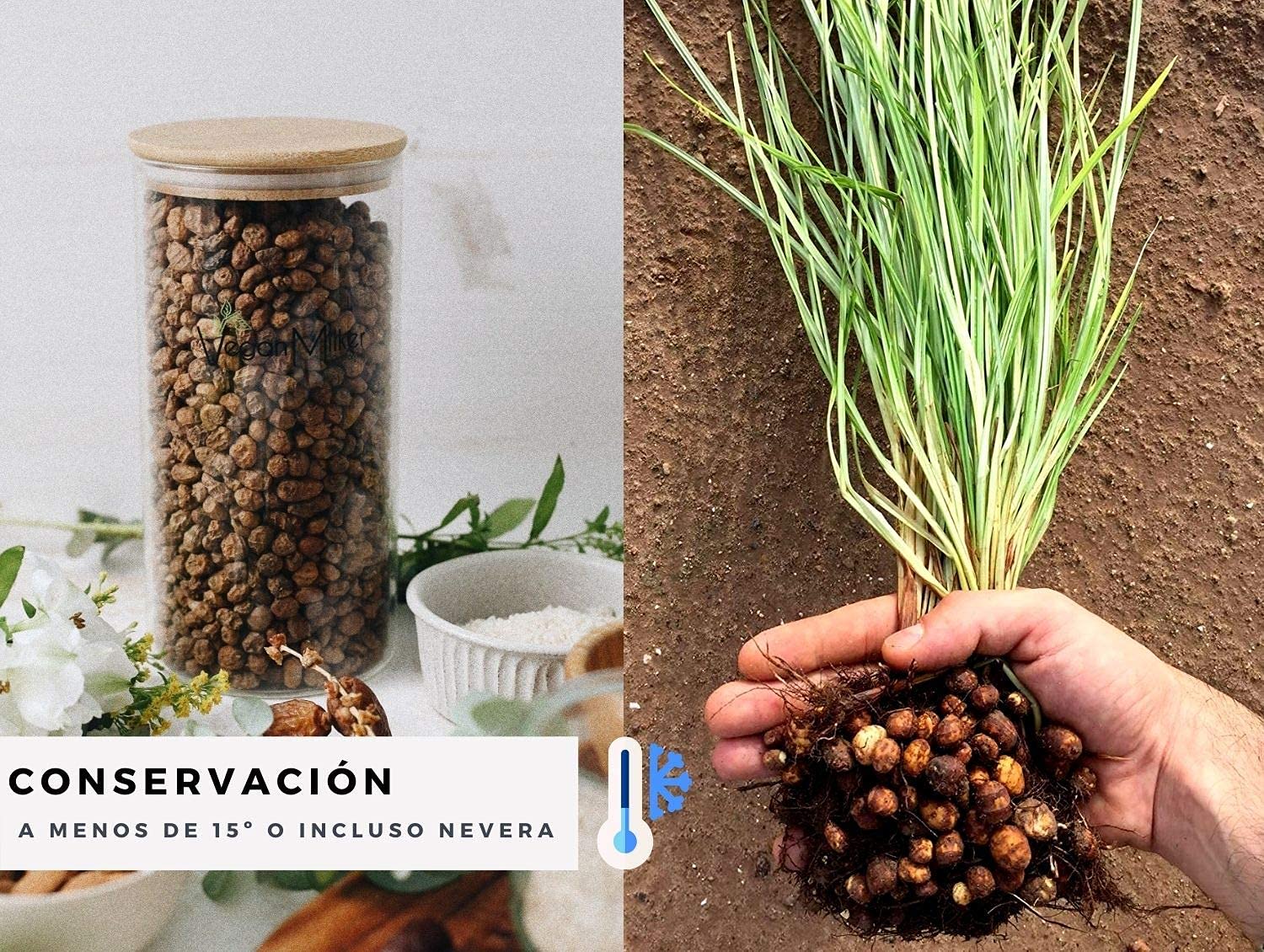 Chufa ecológica BIO 1 Kg Atmósfera protectora D.O. València - Món Orxata. Ideal para consumo en crudo o para elaboración de horchata. Conservar a menos de 15º
