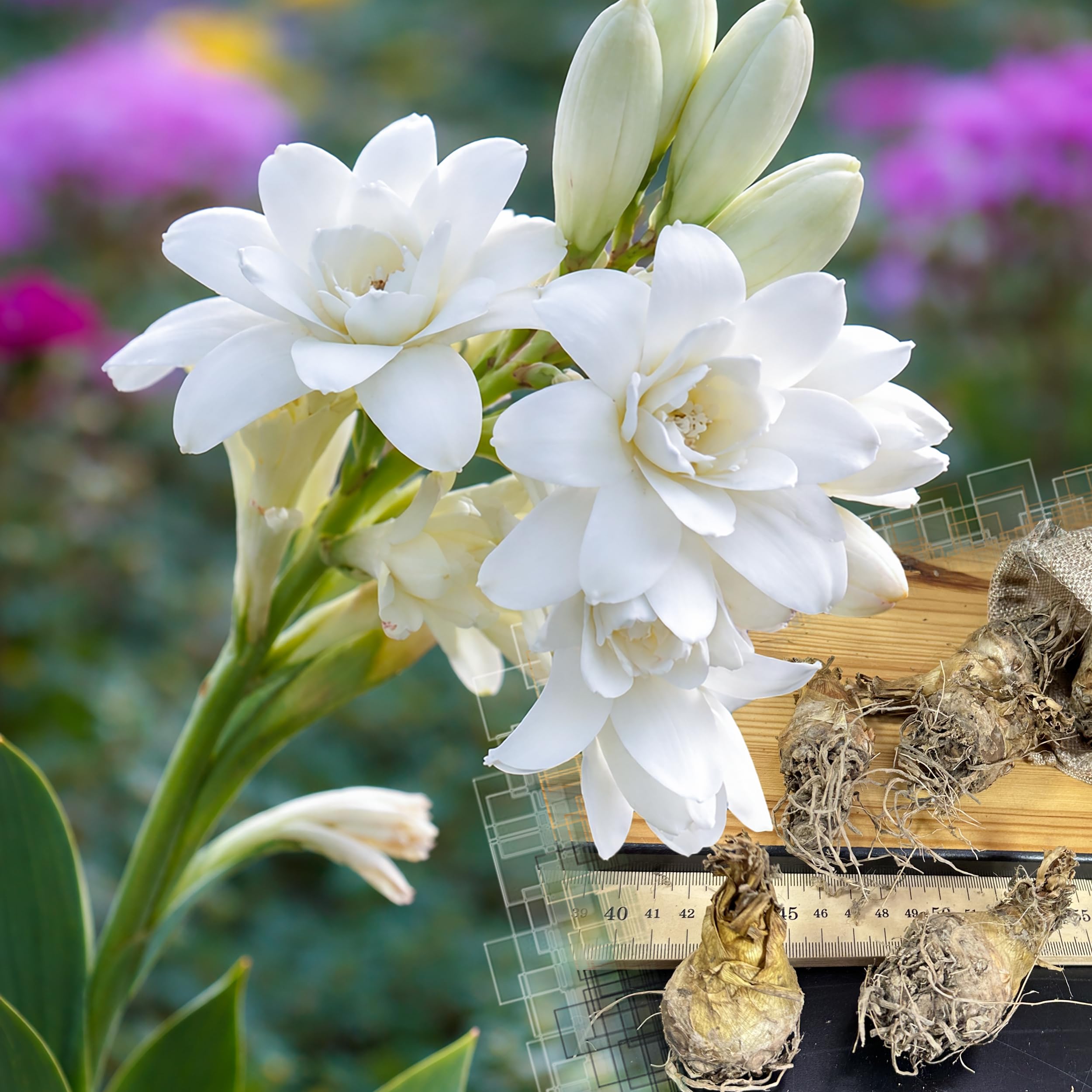 4 Fragrant Tuberose The Pearl Large Bulbs 10/12cm – Polianthes Tuberosa Sweet Scent White Summer Flowers Perennial Garden Bulbs for Planting Outdoor Borders Patio Cut Flower Wedding Garden Plants