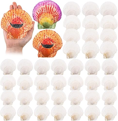 50 piezas de conchas marinas para manualidades, conchas de ostras blancas de vieira grandes naturales a granel para decorar el hogar, playa, boda,