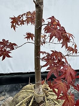 819RSWCHKQL._AC_UF350,