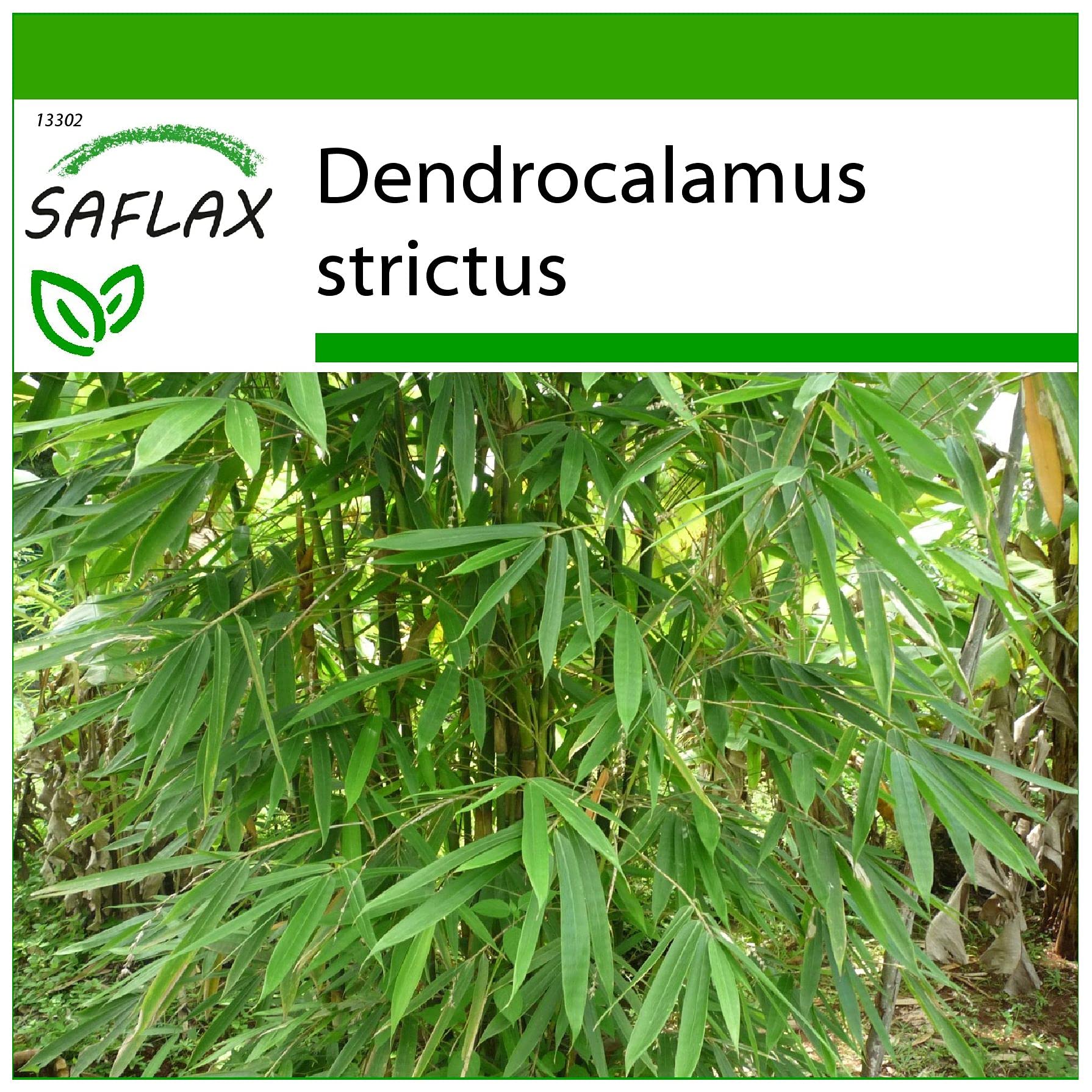 SAFLAX - Grser-Bambus-Kalkuttabambus - 50 Samen - Mit keimfreiem  Anzuchtsubstrat - Dendrocalamus strictus : Amazon.de: Garten