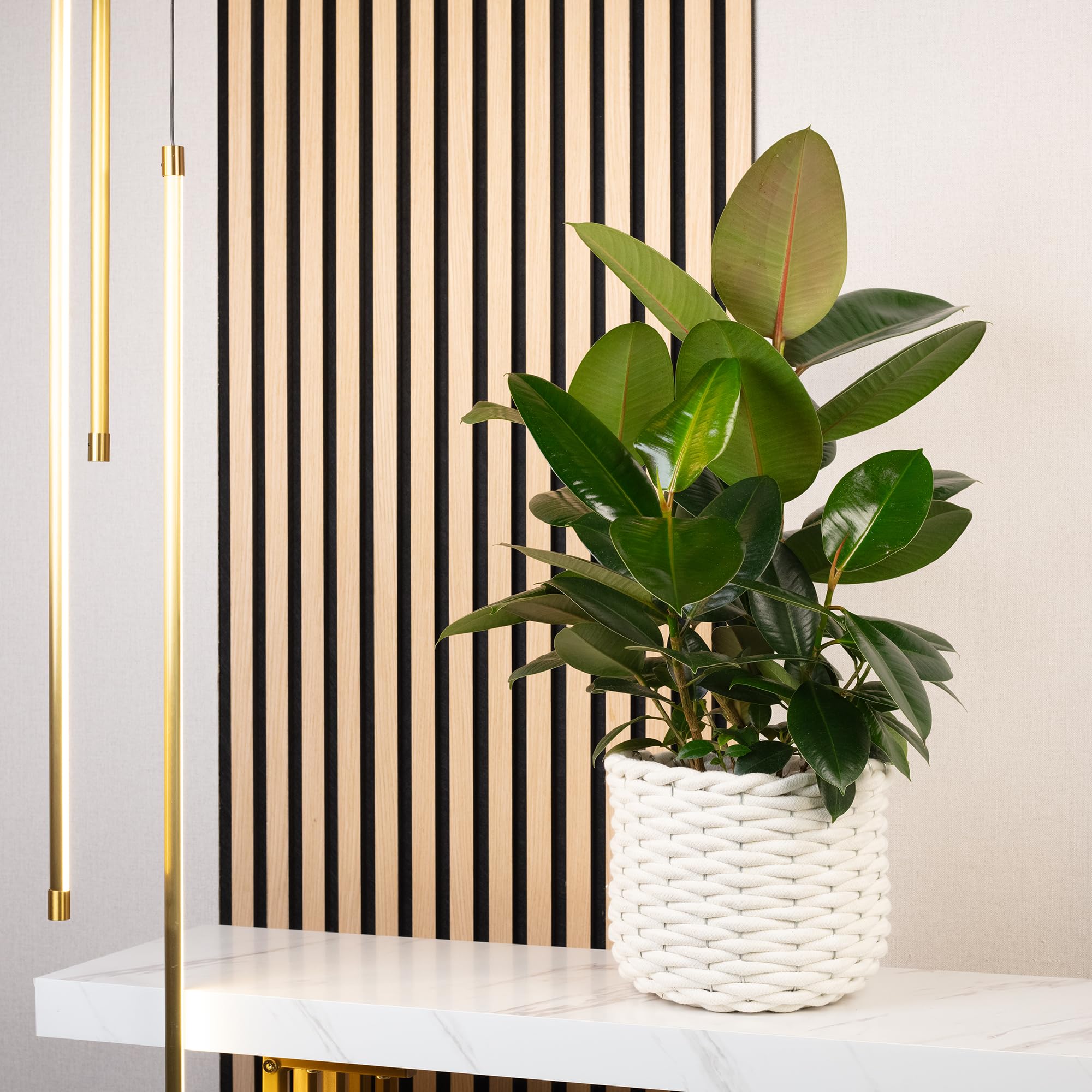 Gummibaum verzweigt - pflegeleichte Zimmerpflanze, Ficus elastica 'Robusta' - Höhe ca. 50 cm, Topf-Ø 17 cm