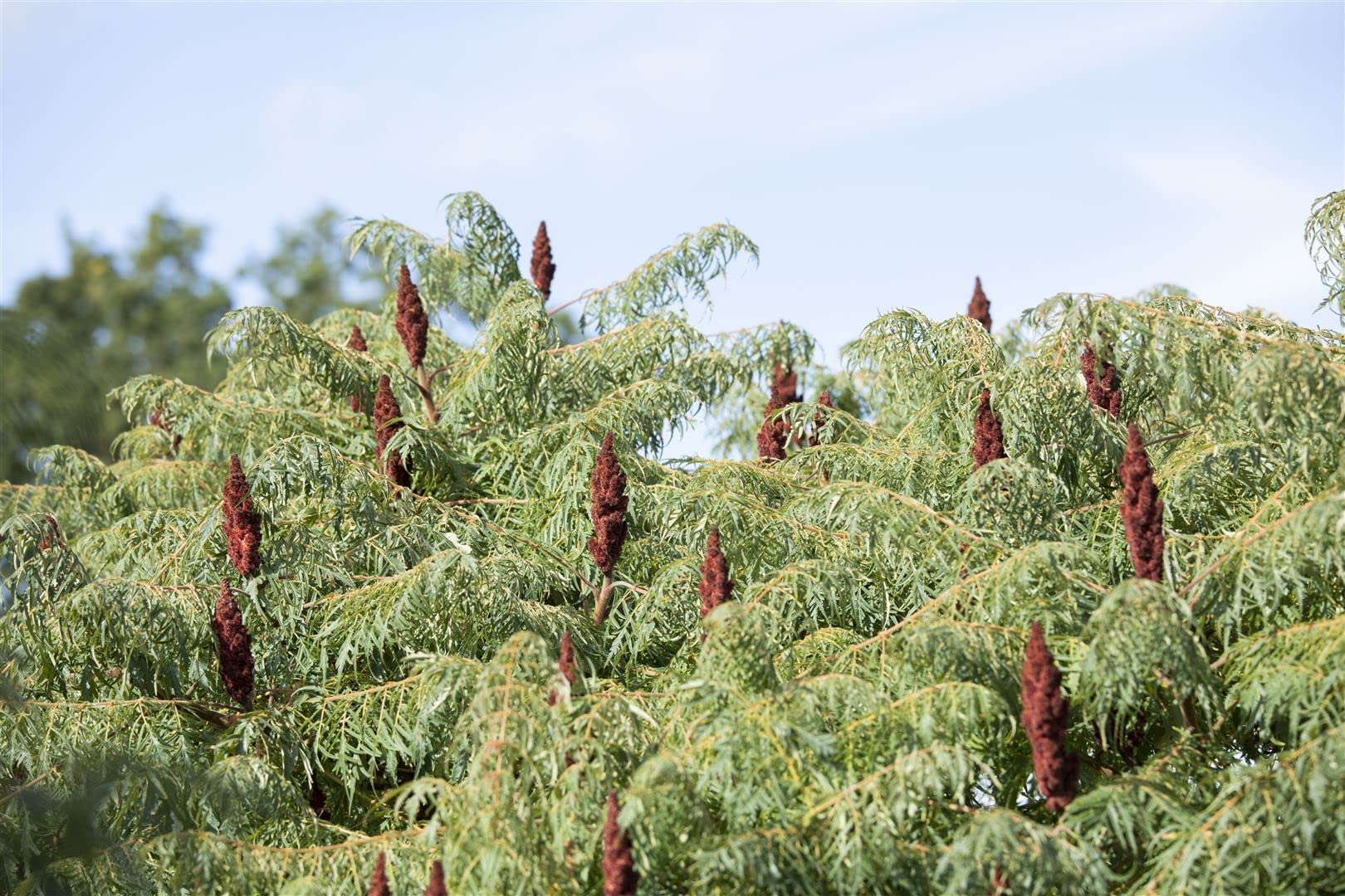 Essigbaum Rhus typhina Dissecta 60-80 cm Solitaergehoelz winterhart
