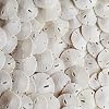 Tumbler Home Real Sand Dollars 1.25 - 1.5 Inch (30 Pack), Natural White Sand Dollars for Crafts, Bulk Florida Sanddollar Shells for DIY Crafts, Beach Wedding Decor, Nautical and Coastal Room Decor