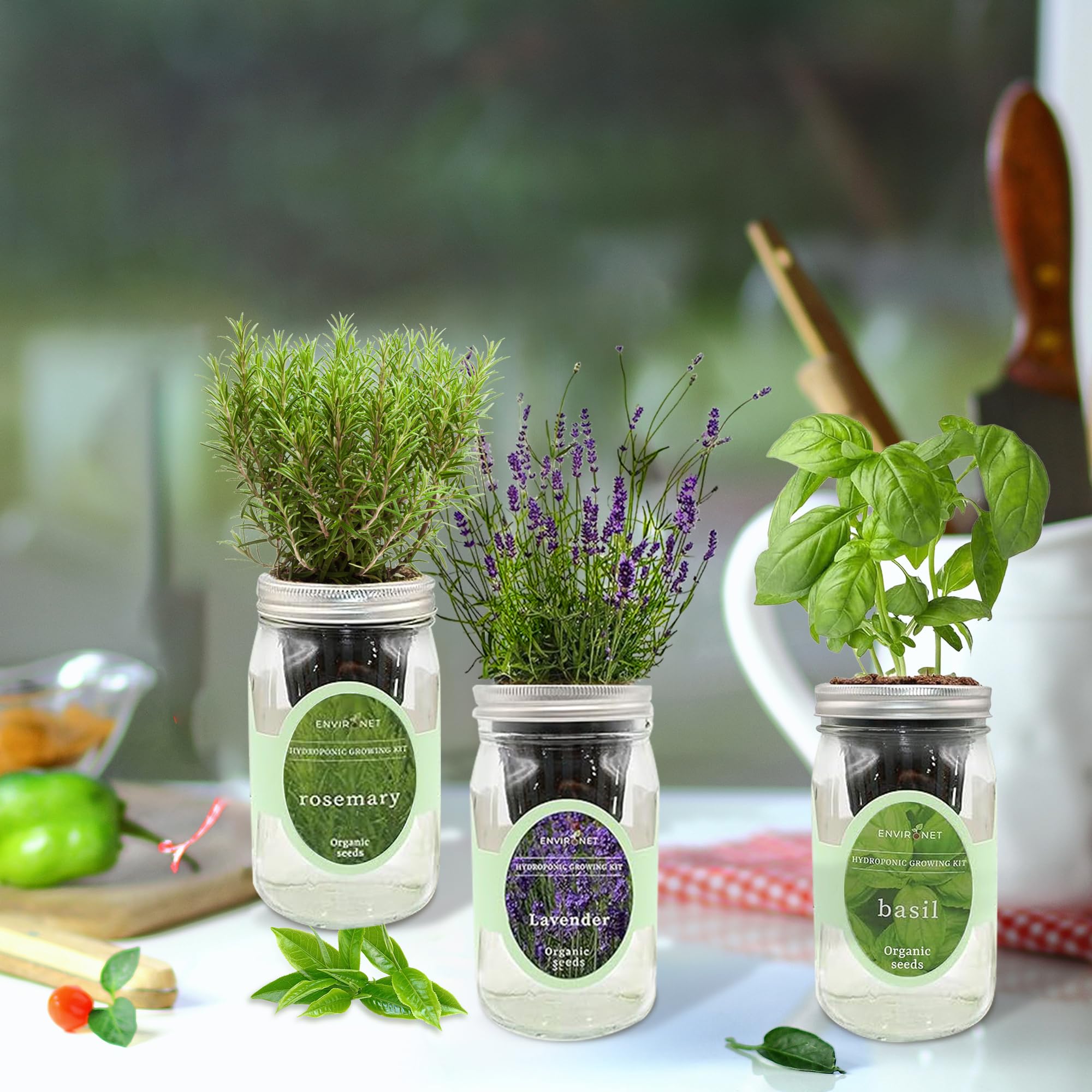 Environet Hydroponic Herb Growing Kit Set, Self-Watering Mason Jar Herb Garden Starter Kit Indoor, Windowsill Herbs Garden, Grow Your Own Herbs from Organic Seeds (Rosemary, Lavender, Oregano): Lavender, Rosemary & Basil