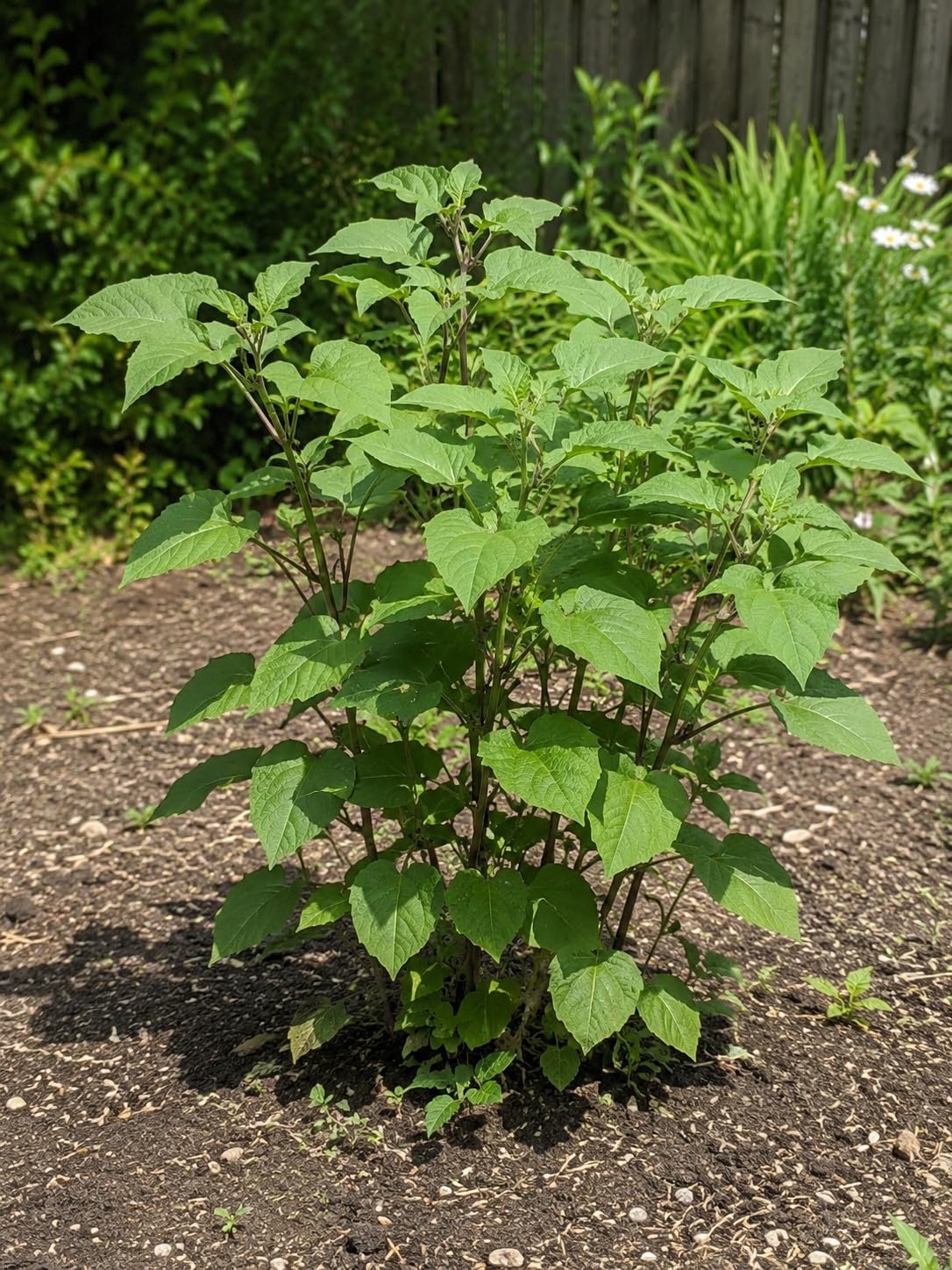 Atropa belladonna | 100.000 Samen | Hexenkraut