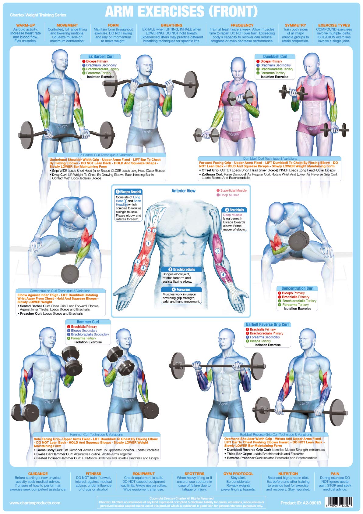 Chartex Weight Training Posters | Bodybuilding Charts | Barbell and Dumbell Freeweight Exercises