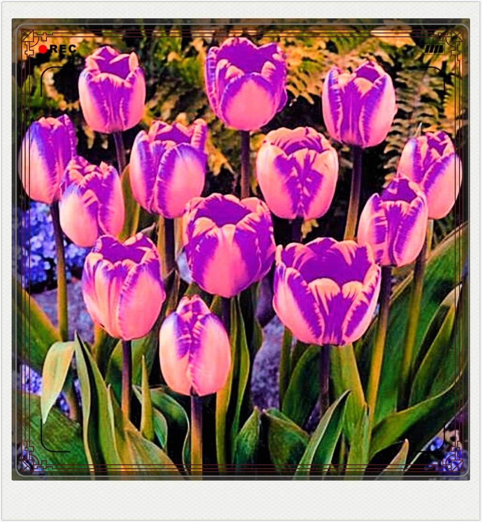 Tulip Bulbs-Tulip Bulbs for Planting Now UK,Wedding Flowers,Ornamental Flowers,Garden Flowers,Hardy Perennial-5bulbs-e