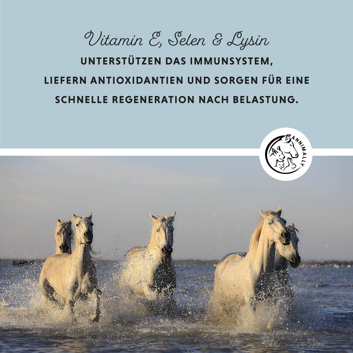 Annimally Selen, Vitamin E, Lysin Pulver für Pferde 800g - Pferd Vitamin E, Lysin, Selen Komplex zur Unterstützung der Muskulatur & Leistung - Ergänzungsfuttermittel für Pferde und Ponys