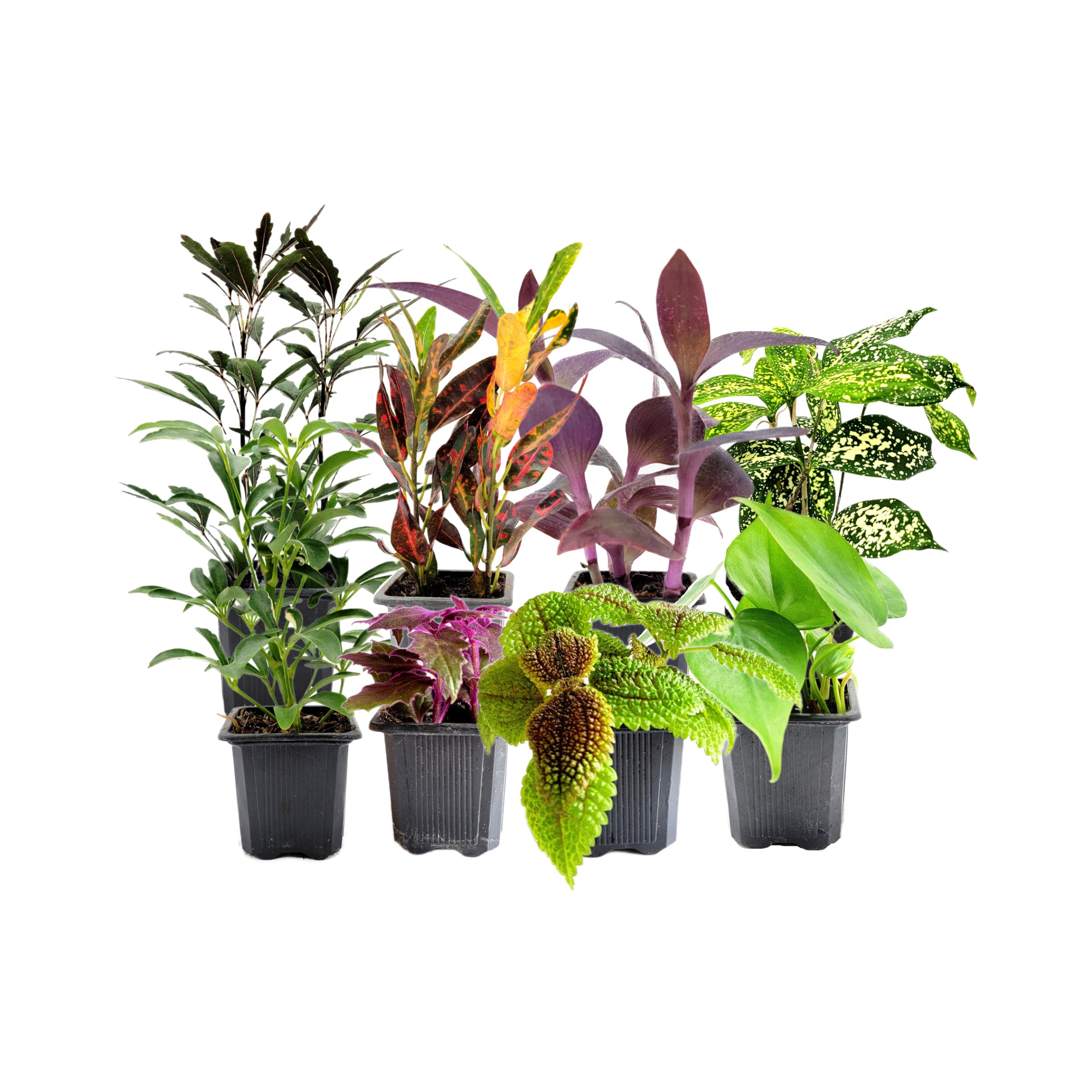 ［N PLANTS ORIGINAL HYBRID 003］ Amazon.com : 8PK 3” Pot Live Plant Collection, No Duplicates for