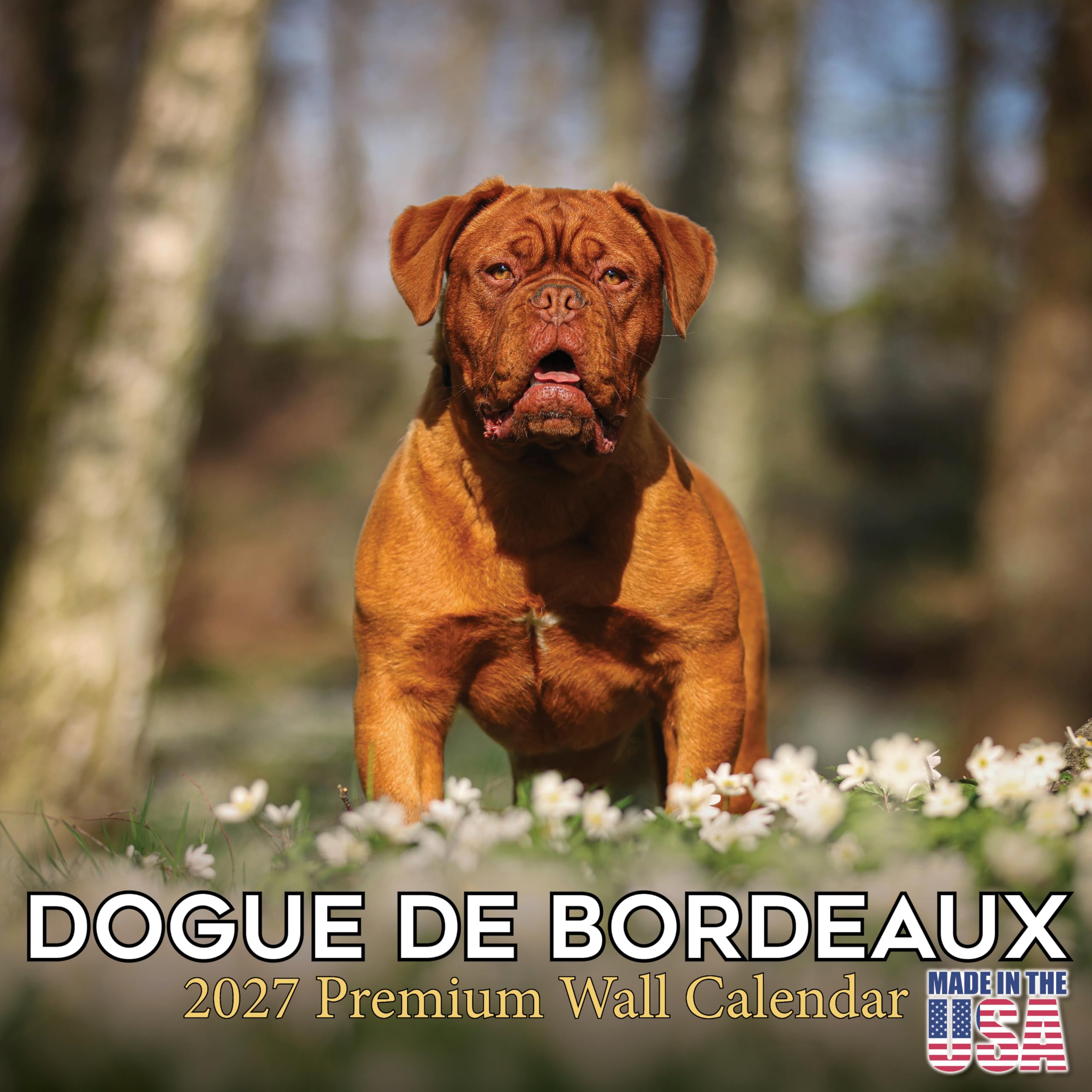 Dogue De Bordeaux Calendar 2026 by MegaCalendars – Monthly Dog Breed Wall Calendar, Made in USA — image 1