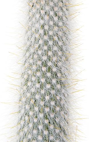 Vista 49 de Cactus Outlet - Totem Pole Live Cactus, plantas de cactus vivas, plantas vivas para uso en interiores y exteriores, 12-18 pulgadas, cactus vivo