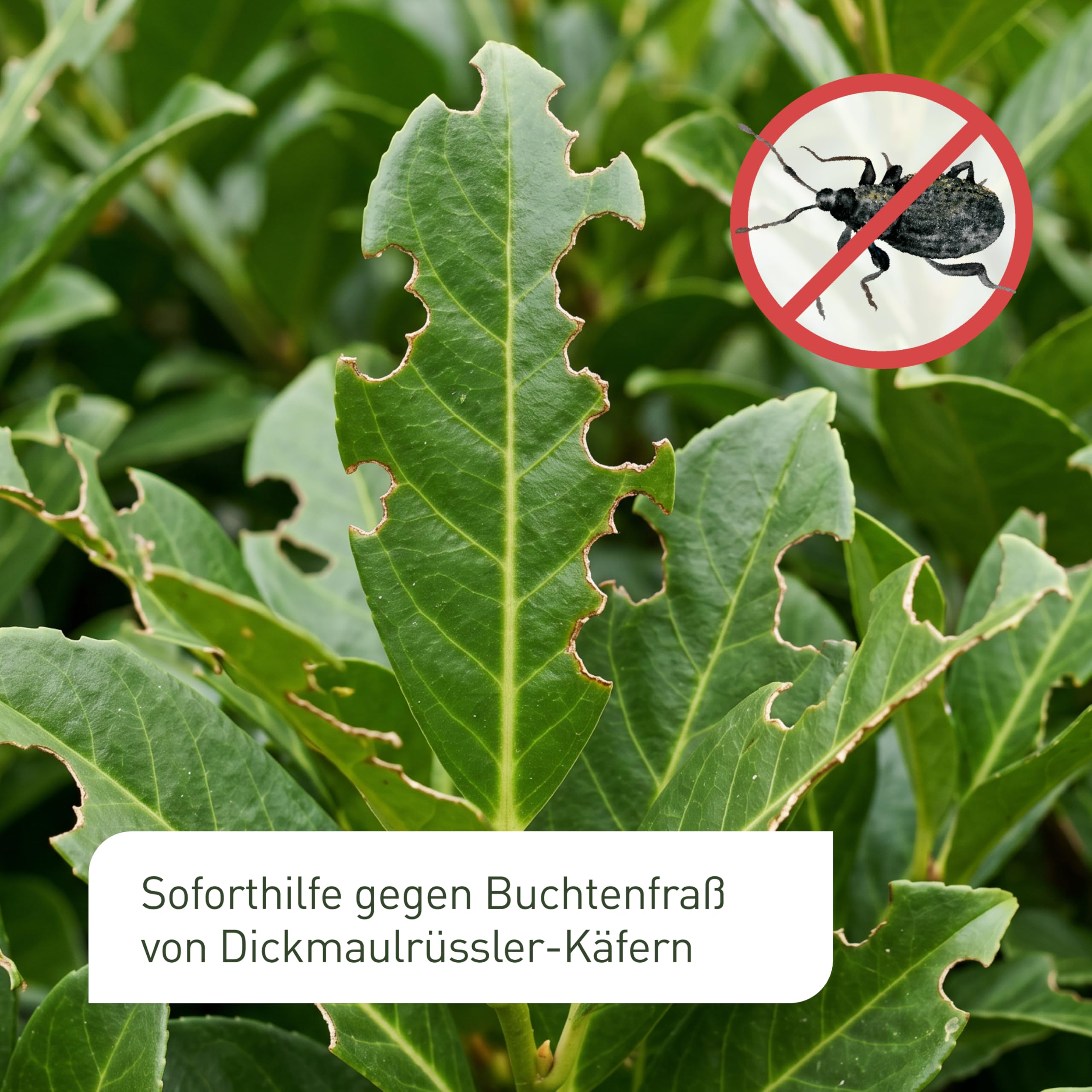 Plantura Dickmaulrüssler-Stopp, biologische Bekämpfung von Dickmaulrüssler-Käfern, mit hochaktivem Nematoden-Gel, sofort einsatzbereit, 100% natürlich, 1 Falle für 10 m² / 5 m Hecke