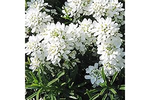 Iberis Sempervirens Seeds: Evergreen Candytuft Plants Live