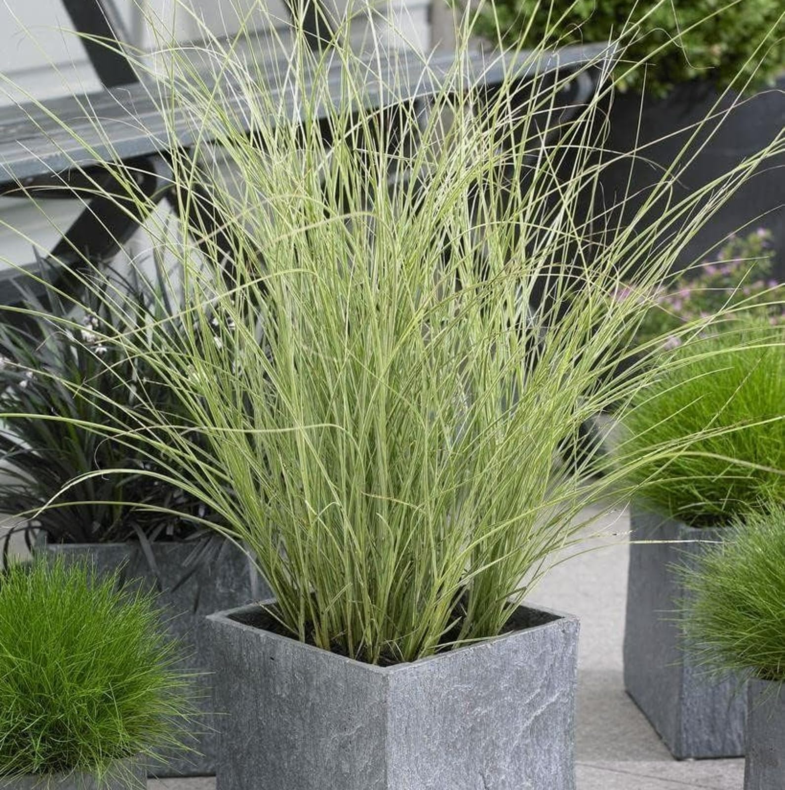 Miscanthus 'Morning Light' - Chinese Silver Grass in 9cm Pot - Produces Pinkish/White Plumes in Summer (1 Plant)