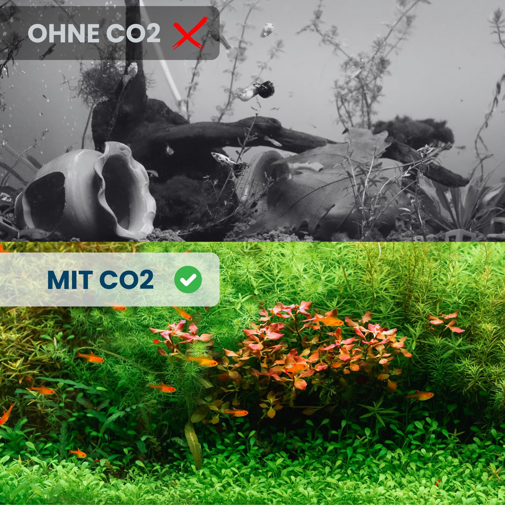 Q-Grow reduktor ciśnienia CO2 do akwarium, z wyłącznikiem nocnym, bezpieczny i precyzyjny, w zestawie licznik pęcherzyków powietrza
