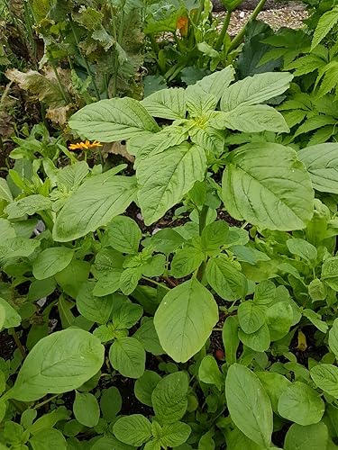 Miniatura 3 de 2500 semillas verdes de espinaca y amaranto Callaloo para plantar