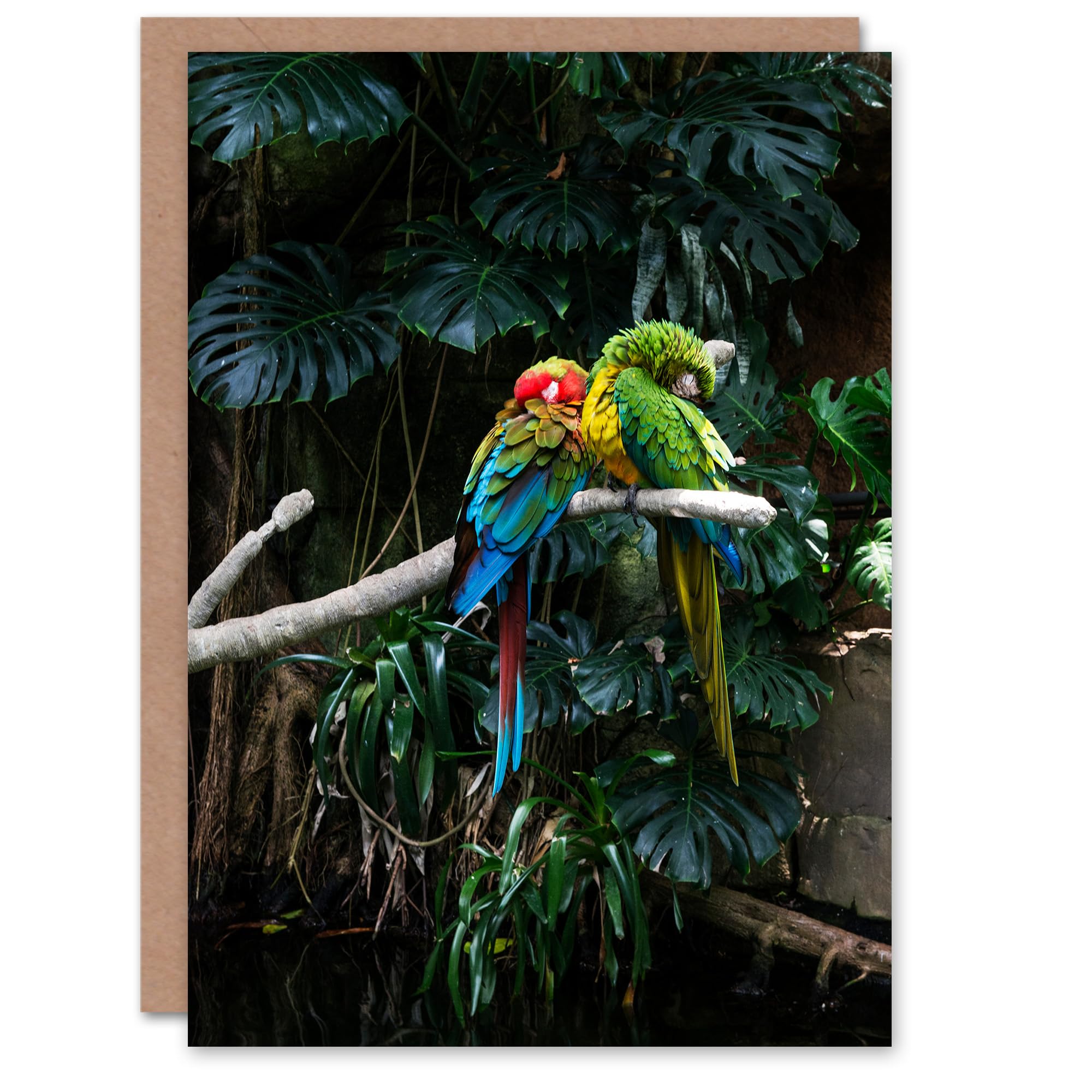 Artery8 Carol M Highsmith Art Card Colourful Sleeping Parrots Photo