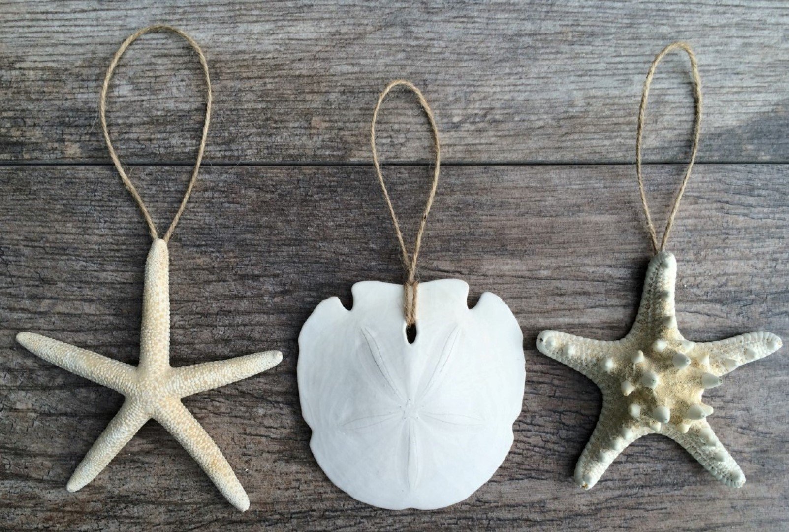 Nautical Crush Trading - Natural White Finger Starfish, Sand Dollar and Knobby Starfish Ornaments 4"-5" (9 Ornaments Total)
