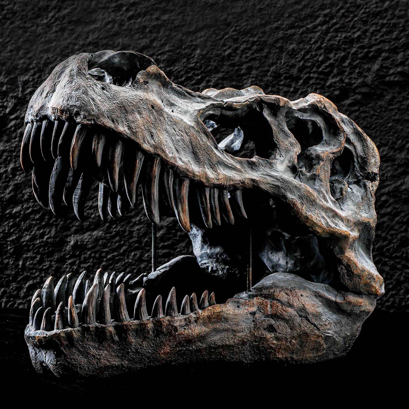 T-Rex Skull Dinosaur Head Statue Fossil Figurine Tyrannosaurus Rex Skull Sculpture per Home Office Decor Shelf Display