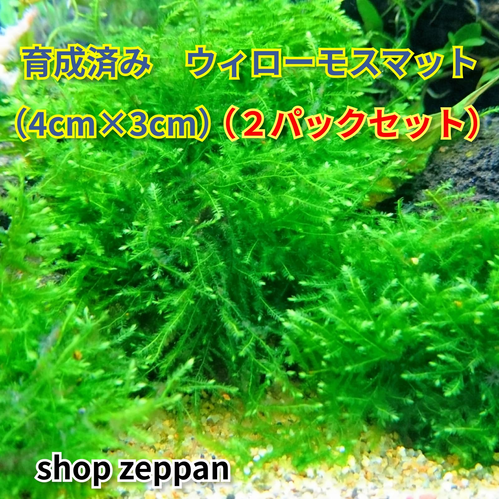 【2枚セット】無農薬 自家産 ウィローモス マット 4cm×3cm