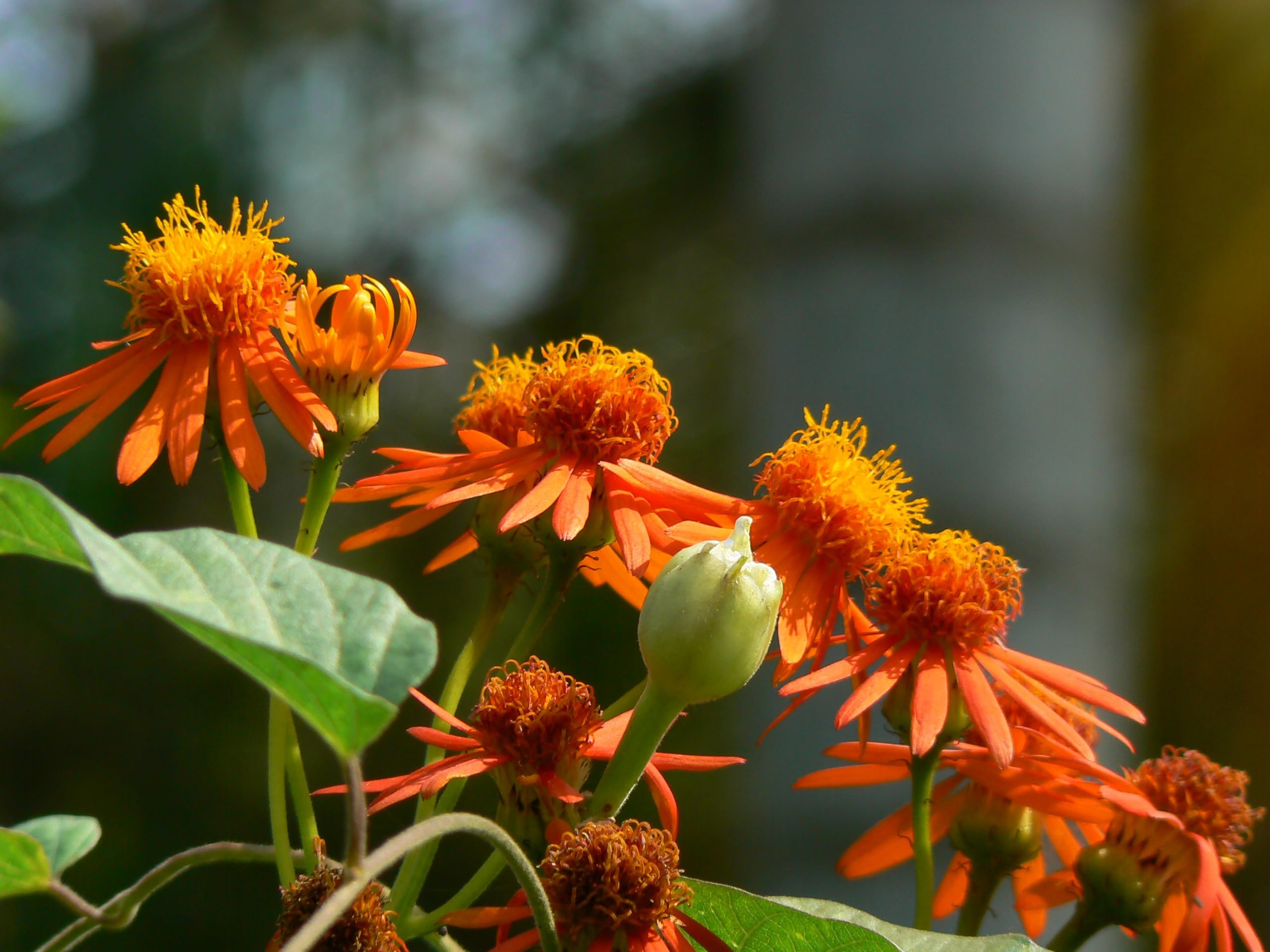 Pyrostegia venusta live plant, Orange firecracker vine plant, venusta flame vine pack of 2