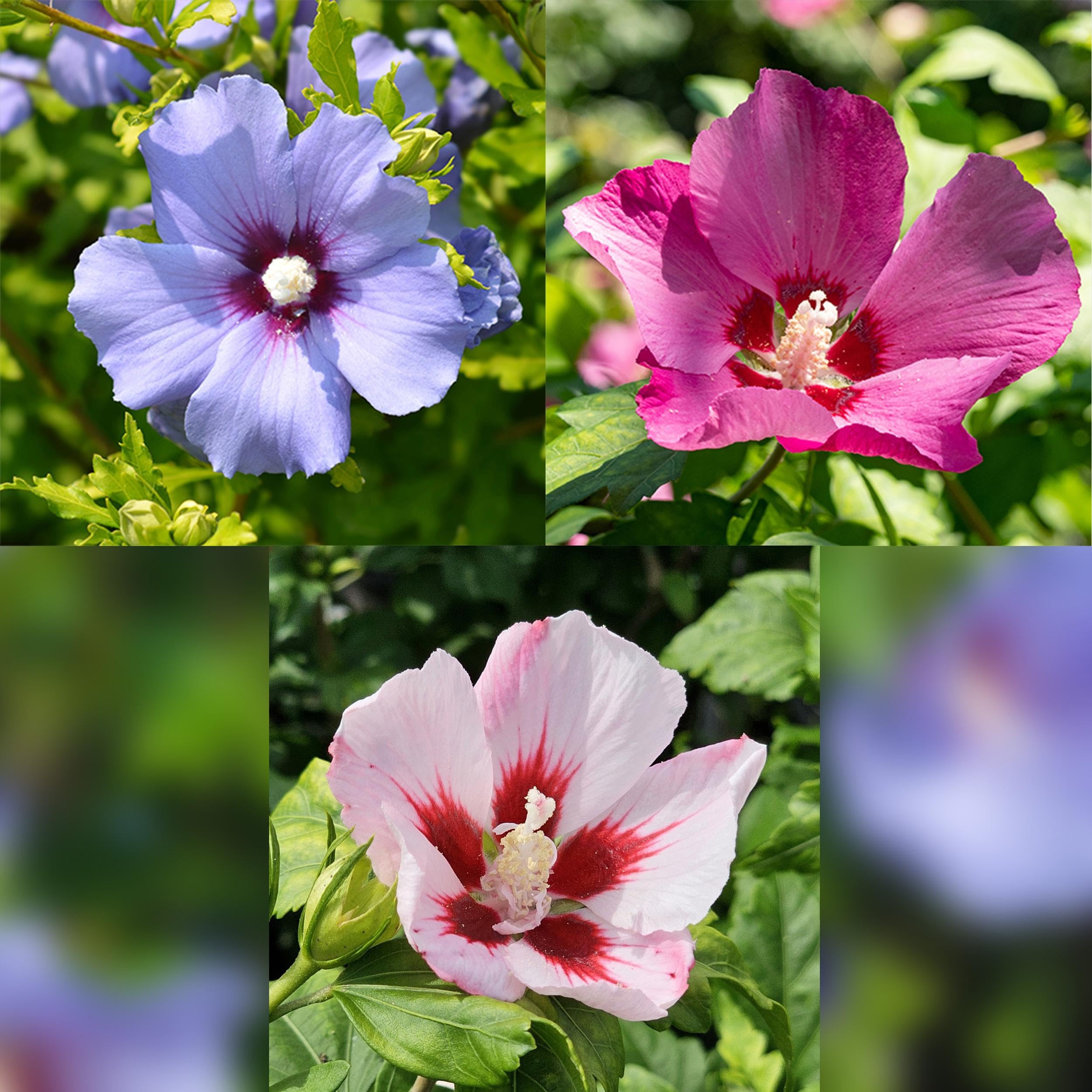 Hibiscus syriacus Tricolour - Roślina na pniu - Roślina tarasowa - Liściasta - Niewymagająca pielęgnacji - 80-90cm - Ø19cm - Roślina ogrodowa