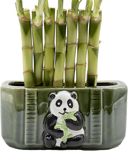 Miniatura 4 de Lucky Bamboo Wall of Zen - Tallos de bambú de la suerte de 8 pulgadas con maceta de cerámica en relieve planta de interior para la buena suerte la