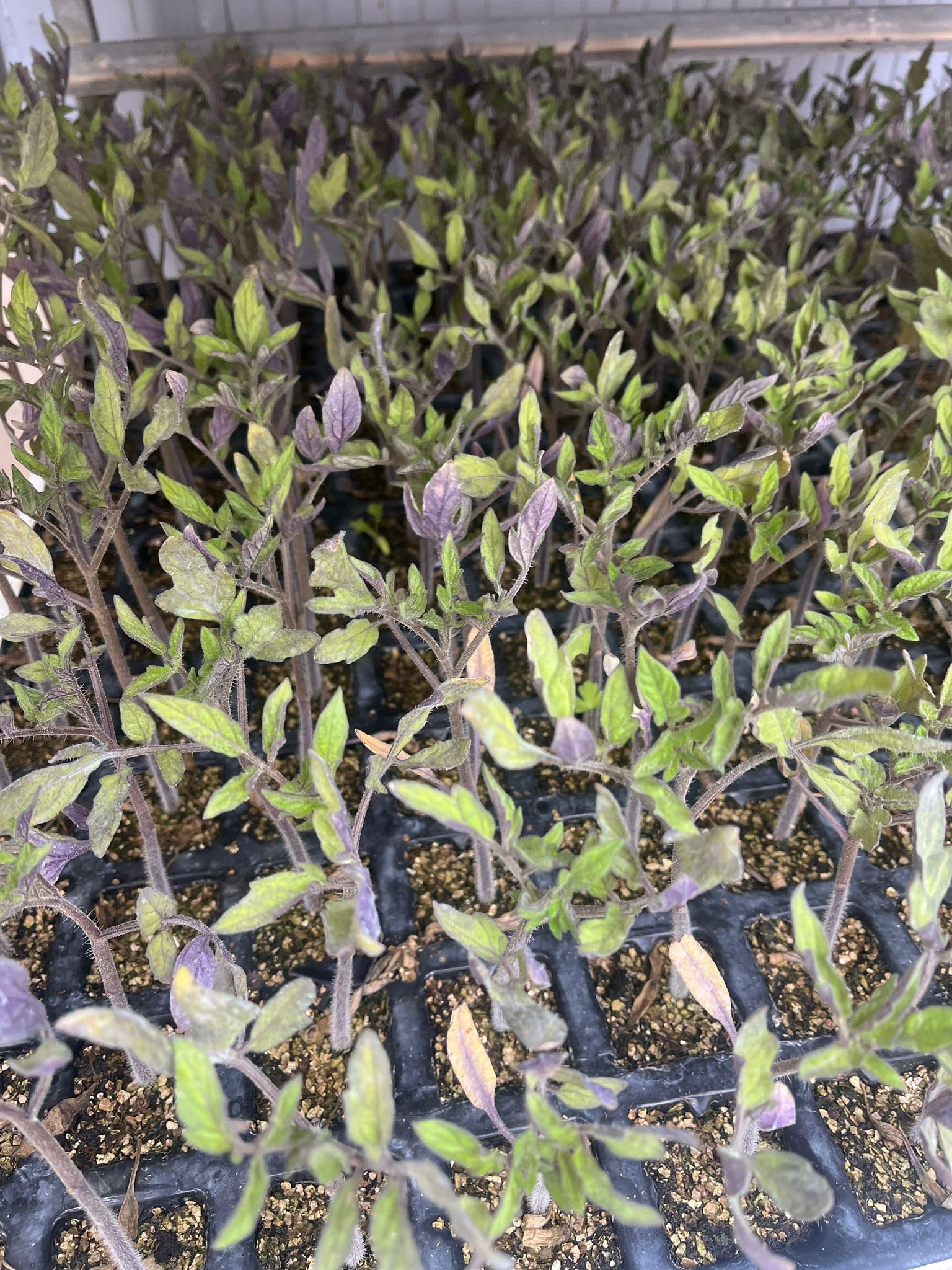 Piantine di Pomodoro, 100 Unità, Varietà Rosa, Valenciano, Optima, Nero Crimea e Cuore di Bue