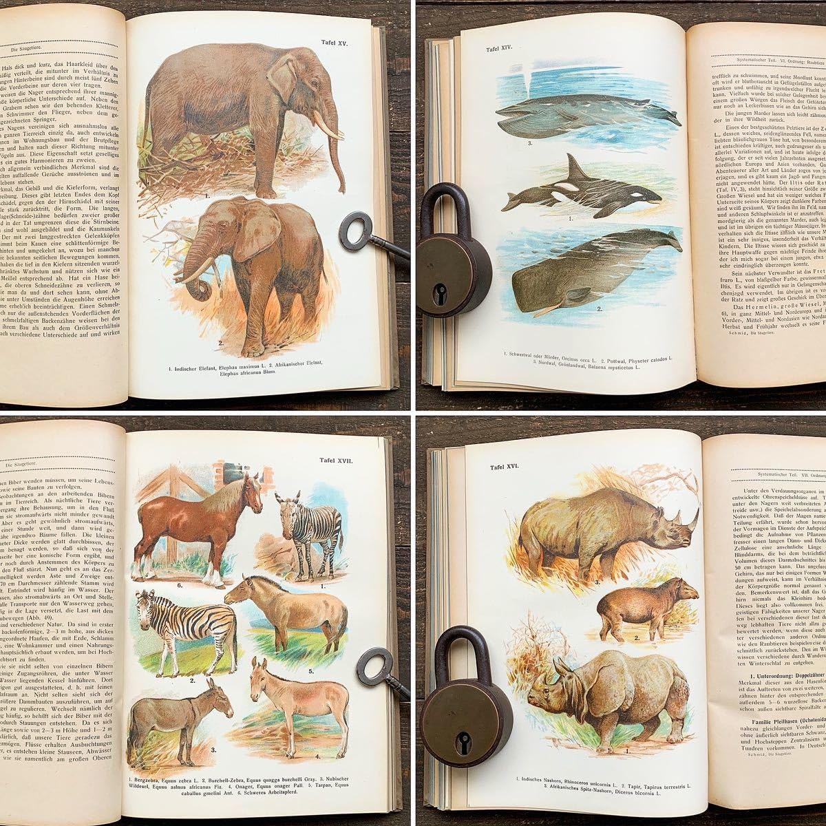 [雰囲気の動物達の絵]ドイツの古い哺乳類図鑑(1922年)/動物図鑑 雰囲気◎/ Amazon.co.jp: [1922年]ドイツの古い哺乳類図鑑(DIE SAUGETIERE