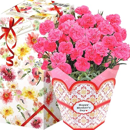 Amazon 花のギフト社 母の日 カーネーション 花鉢 鉢花 鉢植え プレゼント 花 鉢 フラワーギフト 5号鉢 観葉植物 オンライン通販 Amazon 花のギフト社 母の日 カーネーション 花鉢 鉢花 鉢植え プレゼント 花 鉢 フラワーギフト 5号鉢 観葉植物 オンライン通販
