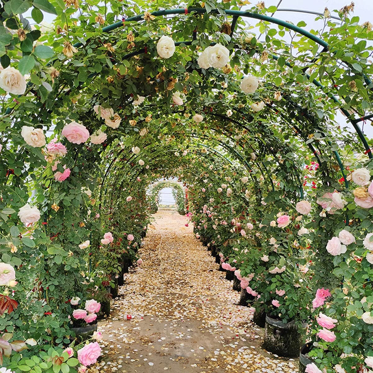 Arche de jardin robuste pergola en métal blanche pour plante grimpante et mariage