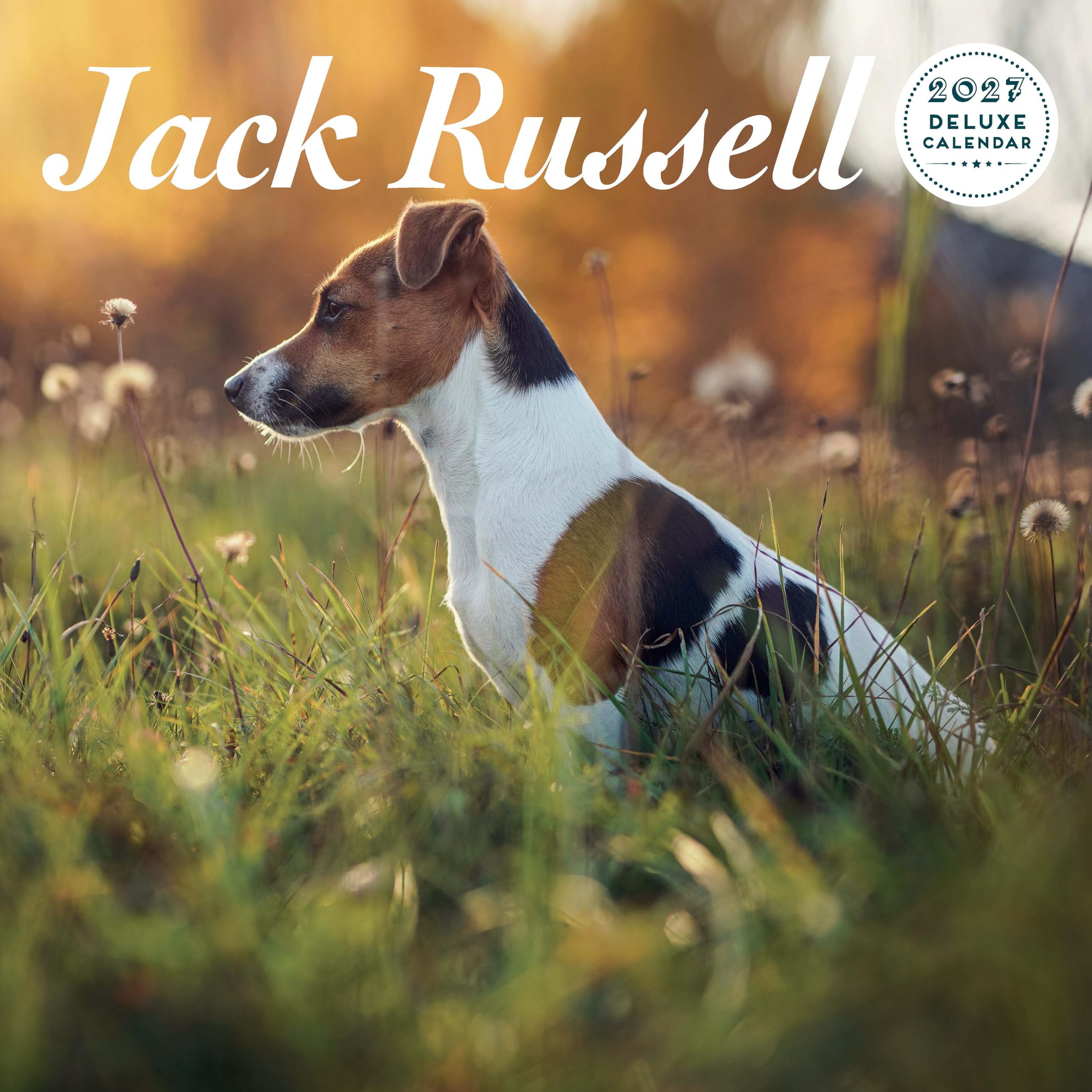 Jack Russell 2027 Deluxe Calendar