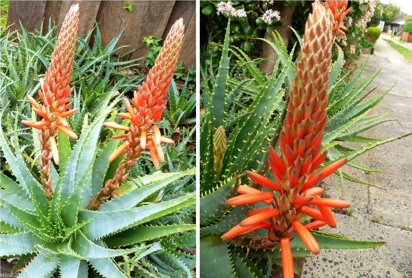 Pinkdose 10 Samen Baum Aloe Samen (Aloe Arborescens) Blhende  Sukkulenten-mehrjhrige Medizin Pflanze : Amazon.de: Garten