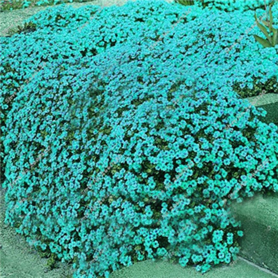 codemack Garden- 100Pcs Creeping Thyme Seeds Rock Cress Seeds Groundcover Seeds Perennial Flower Seed Herb for Landscaping