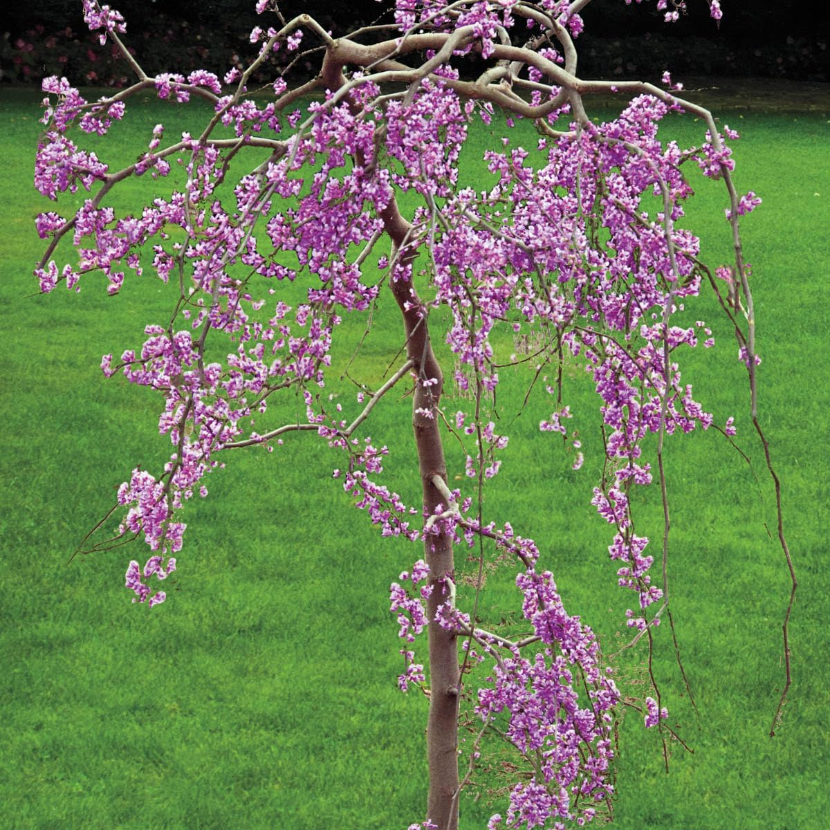 GARDENS ALIVE! - Lavender Twist Weeping Redbud Dormant Bare Root Ornamental Starter Tree, One Plant per Offer