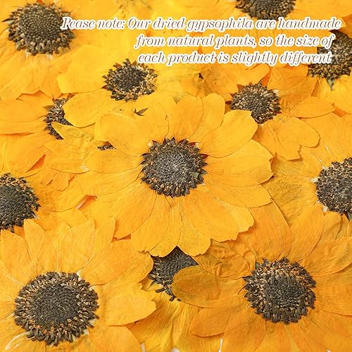 Miniatura 3 de 48 piezas de girasoles secos prensados de otoño para manualidades, mini girasoles, pétalos, flores secas amarillas prensadas para moldes de resina,