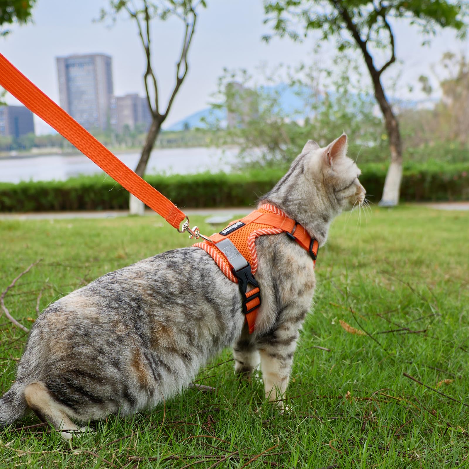 Harnais et laisse anti-fugue pour chat - Taille M - Orange