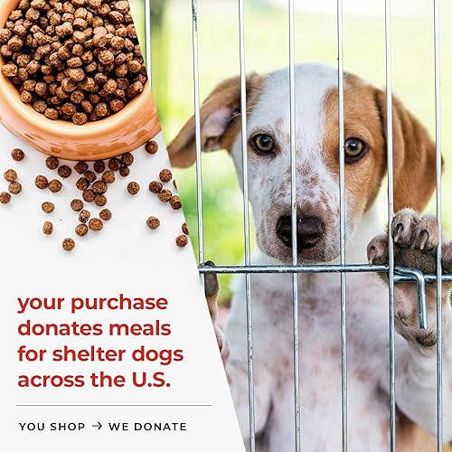 Miniatura 3 de iHeartDogs Hongo de cola de pavo para perros con caldo de huesos y 6 polvos de mezcla de hongos - Suplemento de hongos para perros