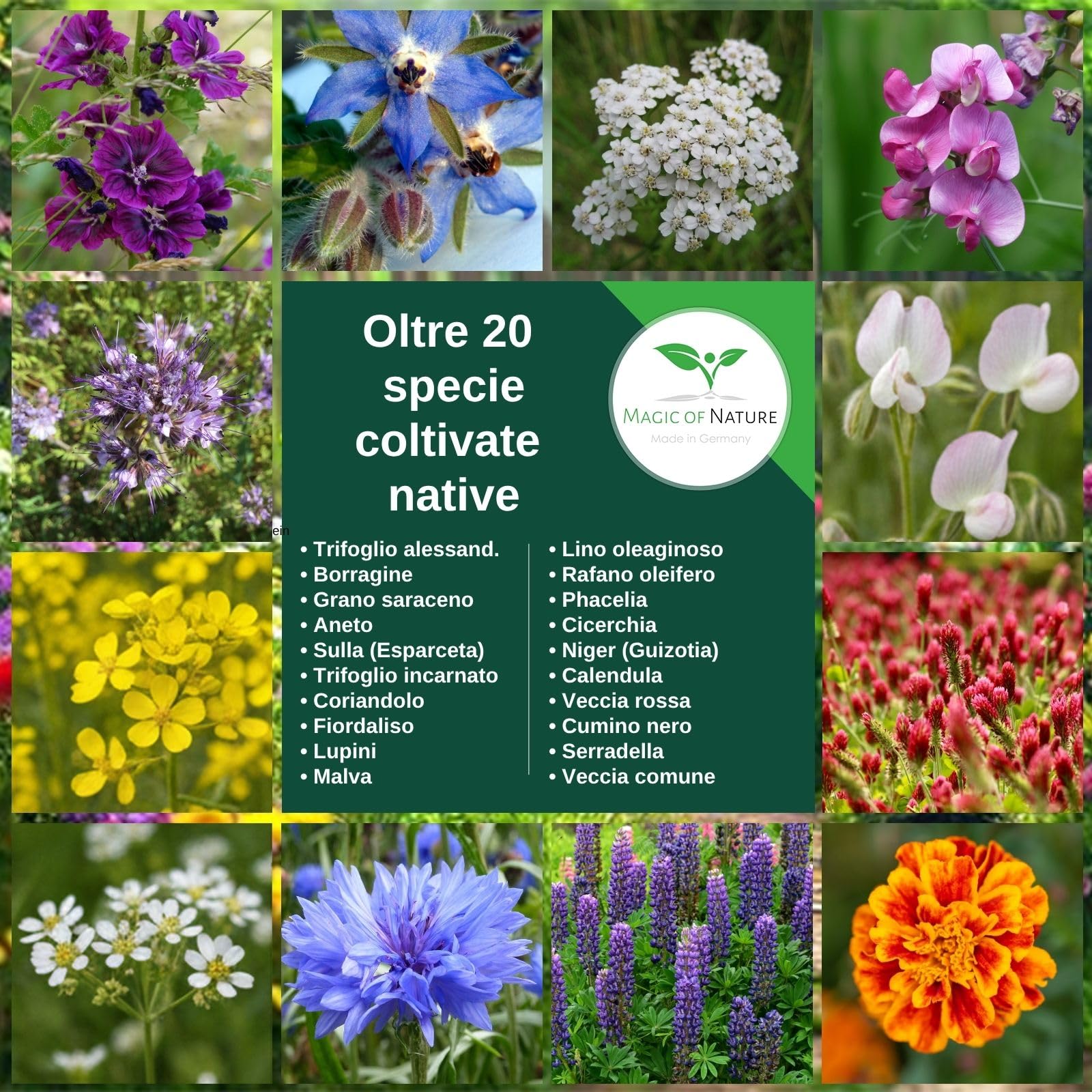Magic of Nature: Miscela di Semi di fiori - Paradiso delle Api 1 kg | Facile da usare - Pascolo per api in fiore - Consigli per la semina - Per 300-500 m²