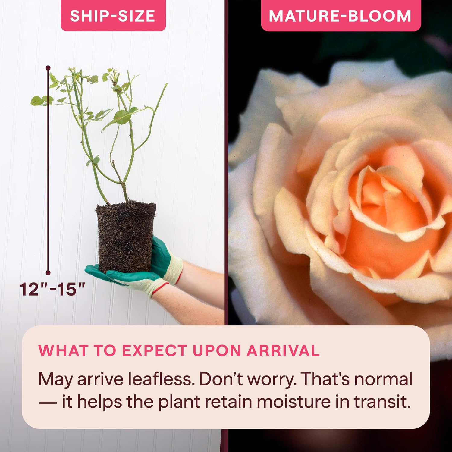 Heirloom Climbing Roses, Live Own Root Plant for Outdoor Garden, Breath of Life™, Moderately Fragrant, Hardiness Zones 6-10, Repeat Blooming