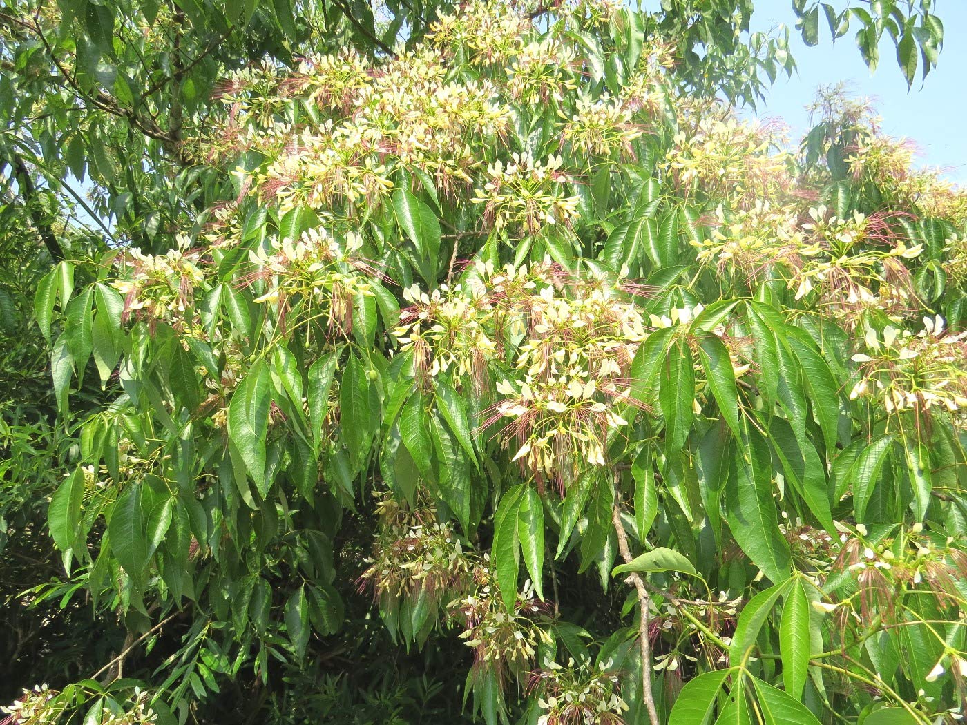 Plantzoin Caper tree Barni Crateva adansonii Barun Live Plant (B08TMZFCQQ) Amazon Price History, Amazon Price Tracker