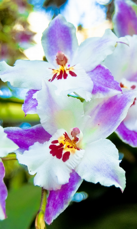 Orchids Garden Live Wallpaper - App on Amazon Appstore