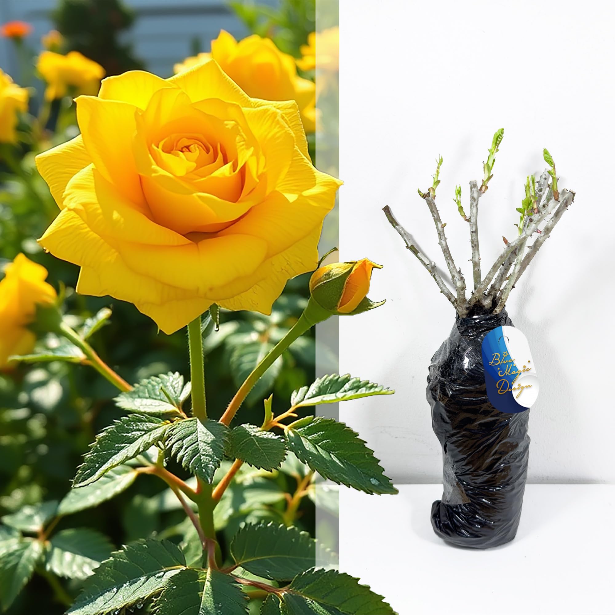 Rosier jaune à racines nues rustiques « Sunshine Lady » - Fleurs parfumées pour haies de jardin, treillis, allées et arbustes à fleurs