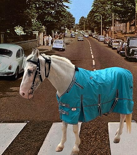 Miniatura 5 de Majestic Ally Manta 1200D Ripstop Horse Turnout de 250 GSM relleno (turquesa, 80 pulgadas)