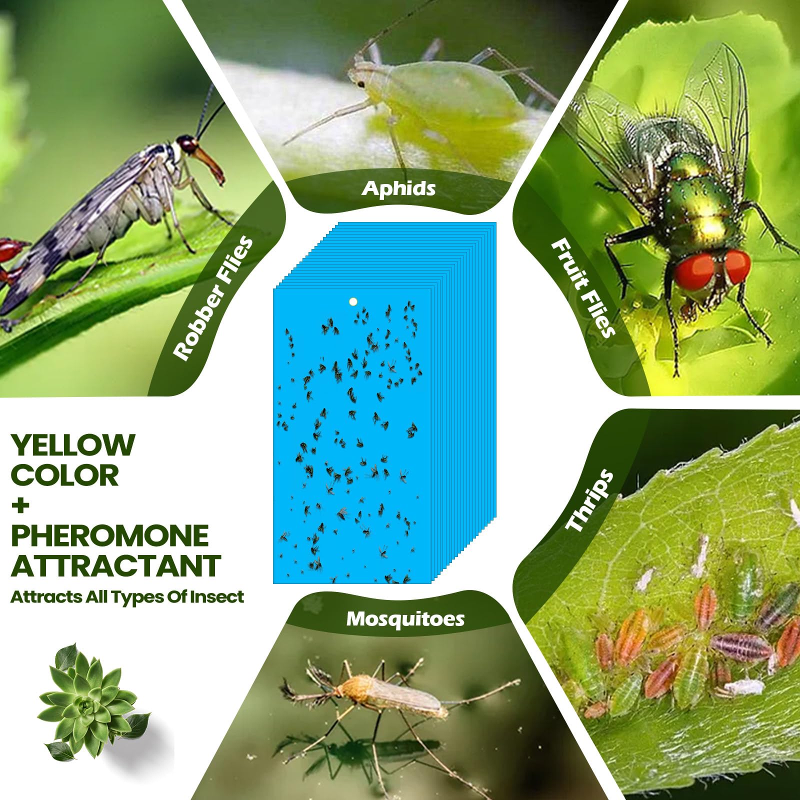 Qualirey 100 trampas adhesivas de doble cara para plantas voladoras, insectos como moscas blancas, pulgones, 7.87 x 3.9 pulgadas, trampas adhesivas para mosquitos de la fruta, para interiores y
